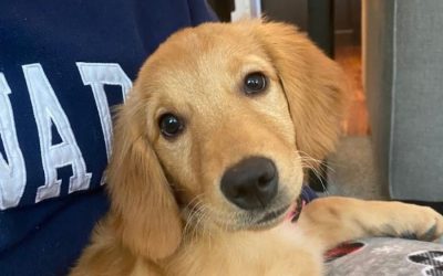 Bark Busters Las Vegas