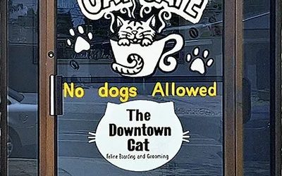 The Downtown Cat